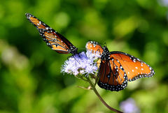 Danaus gilippus