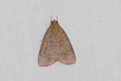 Maurilia