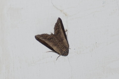 Lophoptera