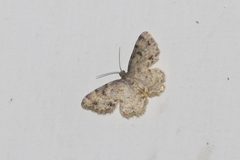 Dischidesia cinerea