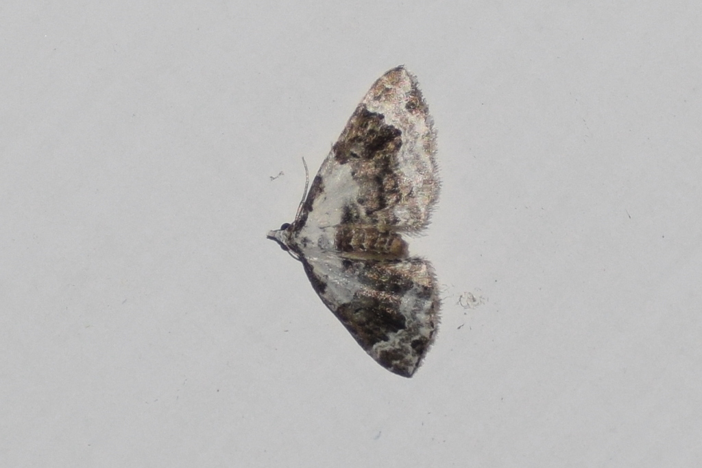 Perizoma minuta