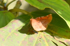 Garaeus