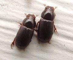 Parataenius simulator