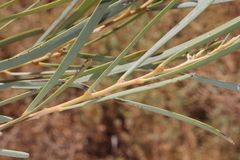 Acacia stenophylla