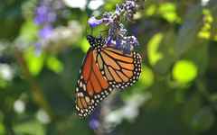 Danaus plexippus
