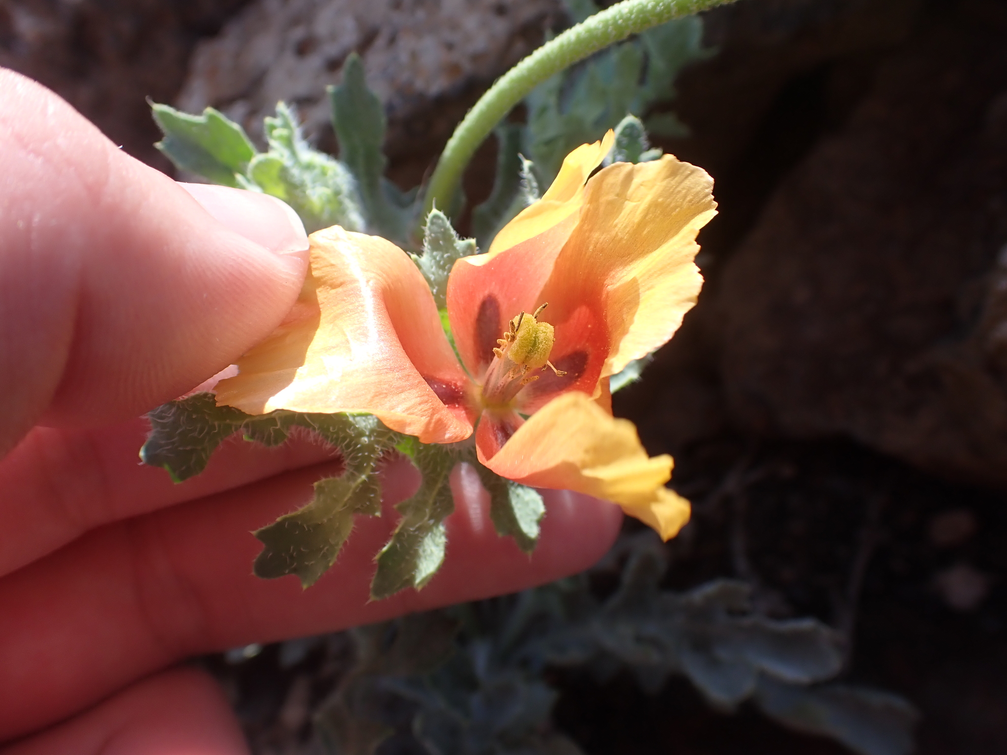 Glaucium corniculatum
