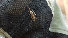 Arachnocephalus vestitus