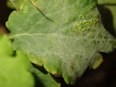 Erysiphe macleayae