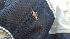 Arachnocephalus vestitus