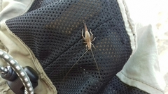 Arachnocephalus vestitus