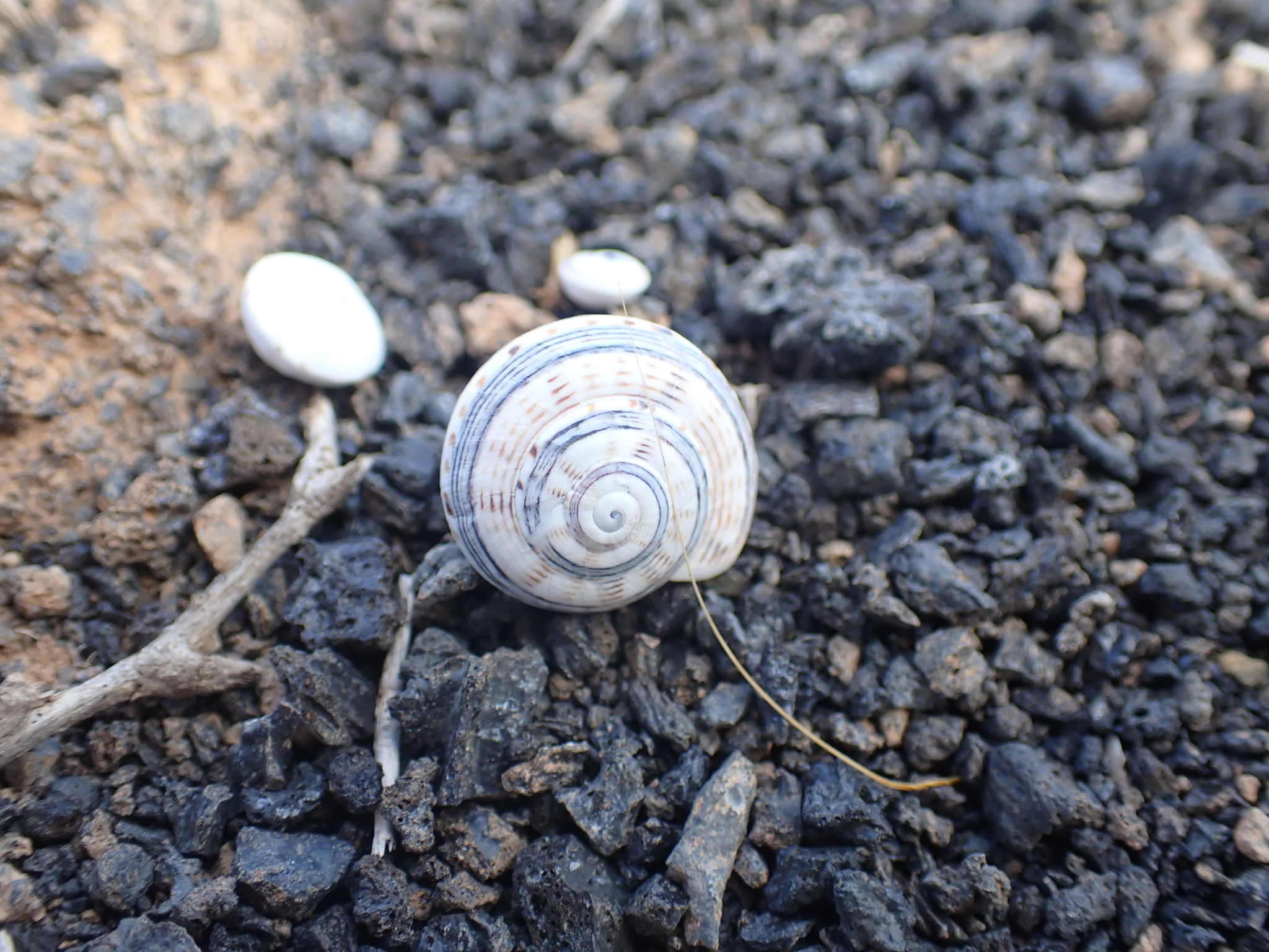 Caracol variegado común