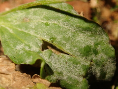 Podosphaera plantaginis