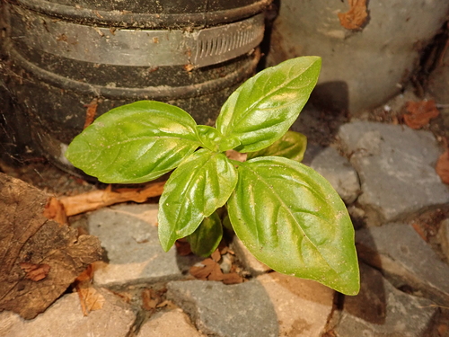 Image of Ocimum basilicum by (c) Alexis Tinker-Tsavalas, some rights reserved (CC BY)
