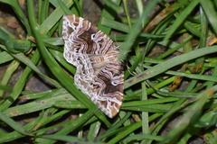 Lobogonodes multistriata