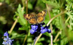 Phyciodes tharos