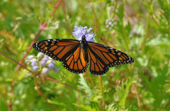 Danaus plexippus