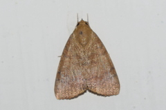 Maurilia
