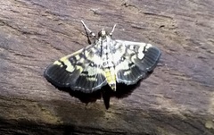 Mimorista botydalis