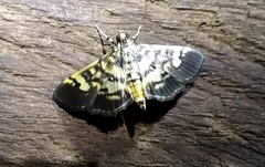 Mimorista botydalis