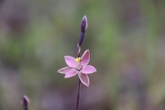 Thelymitra luteocilium