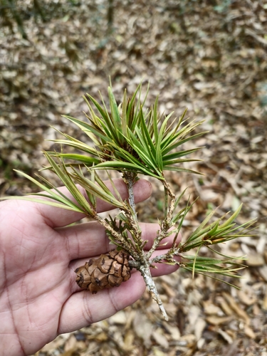Krempf's pine (Pinus krempfii)