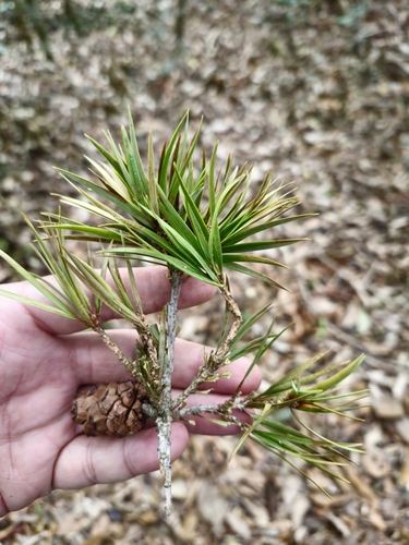 Pinus krempfii, photograph 2