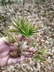 Pinus krempfii, photograph (c) Nguyen-Khanh-Trinh Tram, some rights reserved (CC BY)