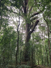 Pinus krempfii, photograph (c) Nguyen-Khanh-Trinh Tram, some rights reserved (CC BY)