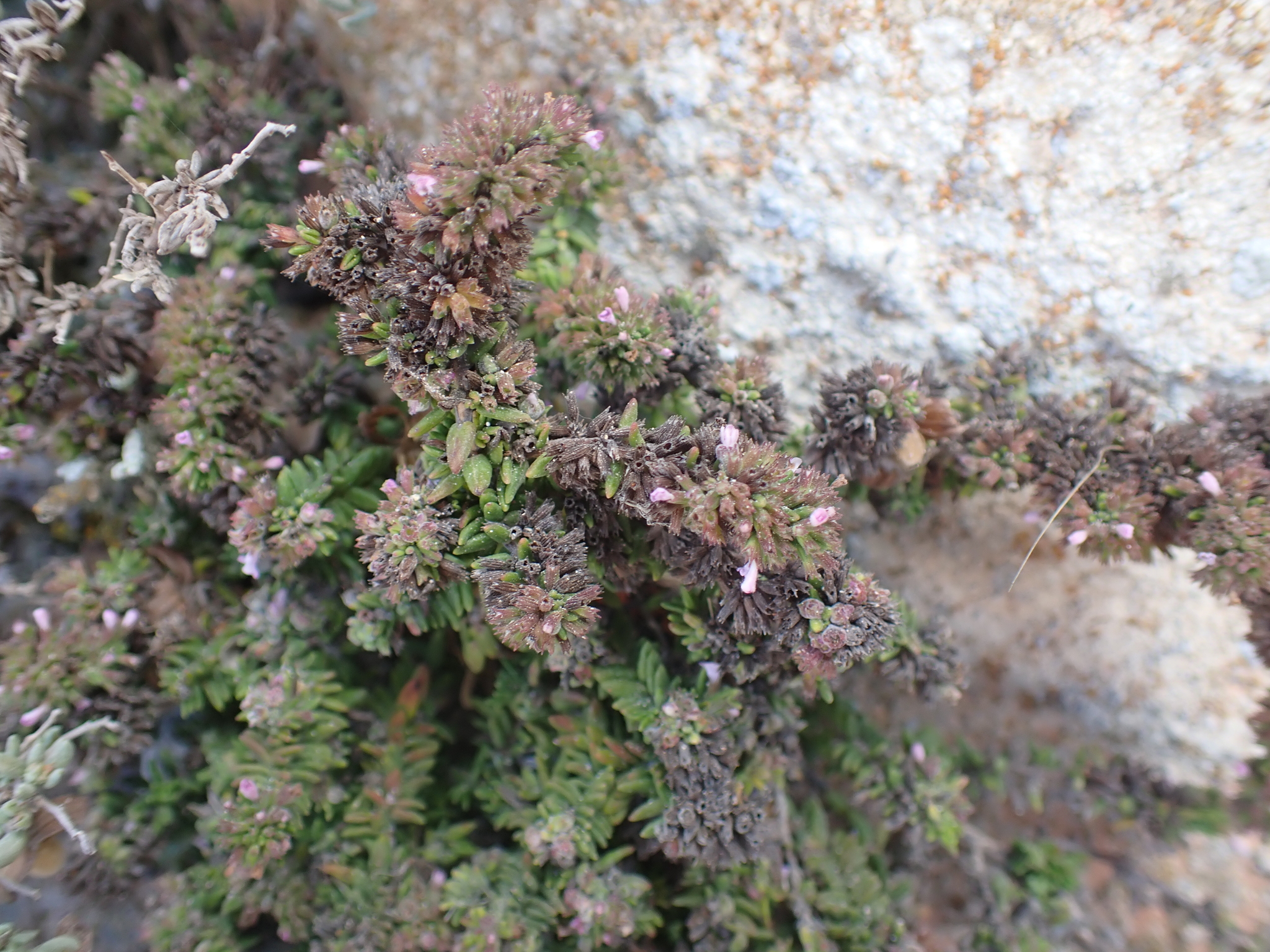 Micromeria mahanensis