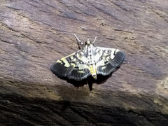 Mimorista botydalis