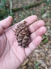 Pinus krempfii, photograph (c) Nguyen-Khanh-Trinh Tram, some rights reserved (CC BY)