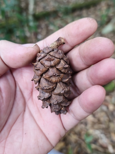 Pinus krempfii, photograph 5