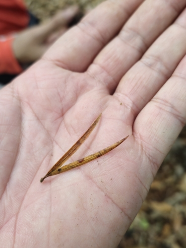 Pinus krempfii, photograph 6