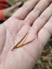 Pinus krempfii, photograph (c) Nguyen-Khanh-Trinh Tram, some rights reserved (CC BY)