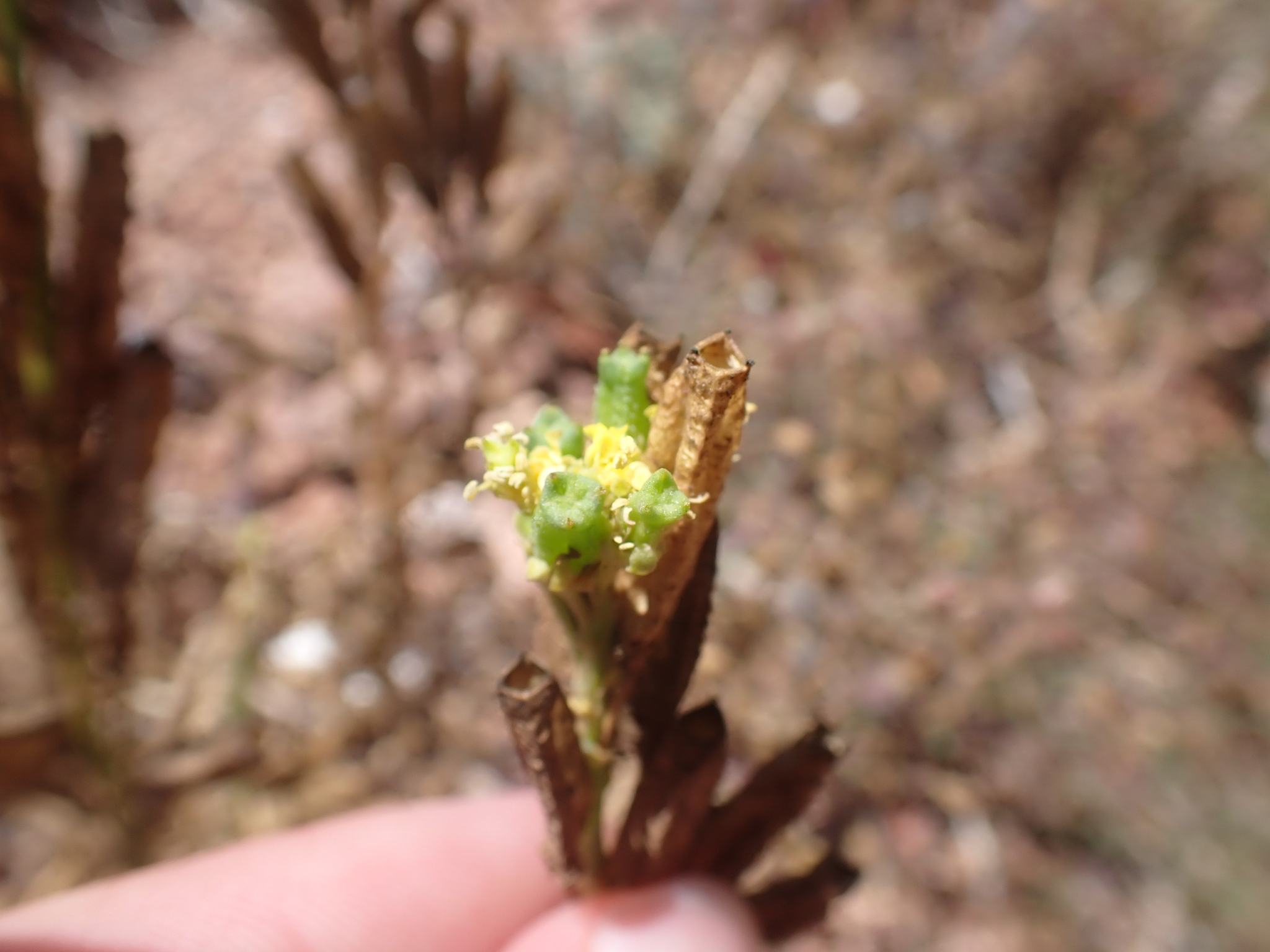 Reseda crystallina