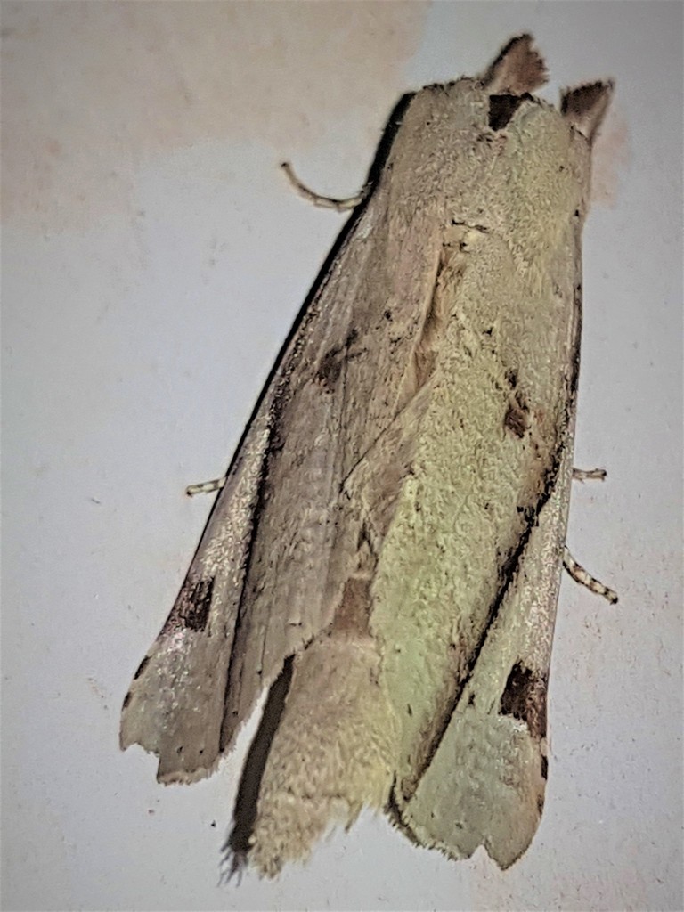 Calledema jocasta