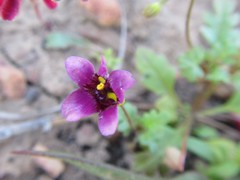 Diascia elongata