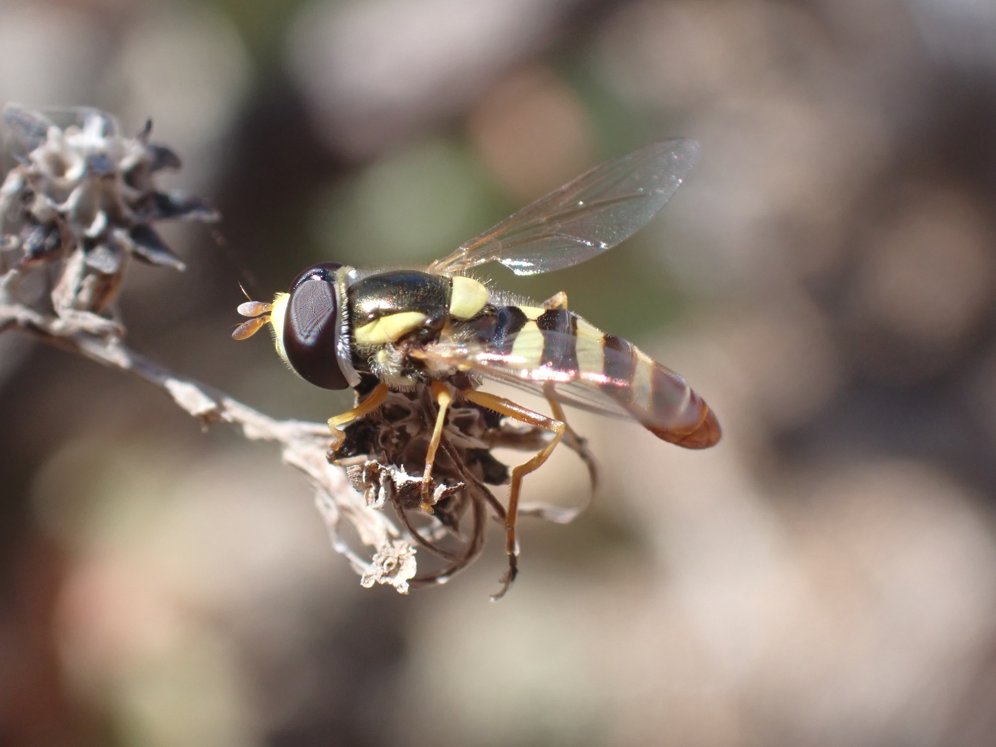 Ischiodon aegyptius