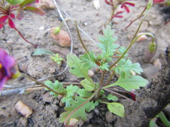 Diascia elongata