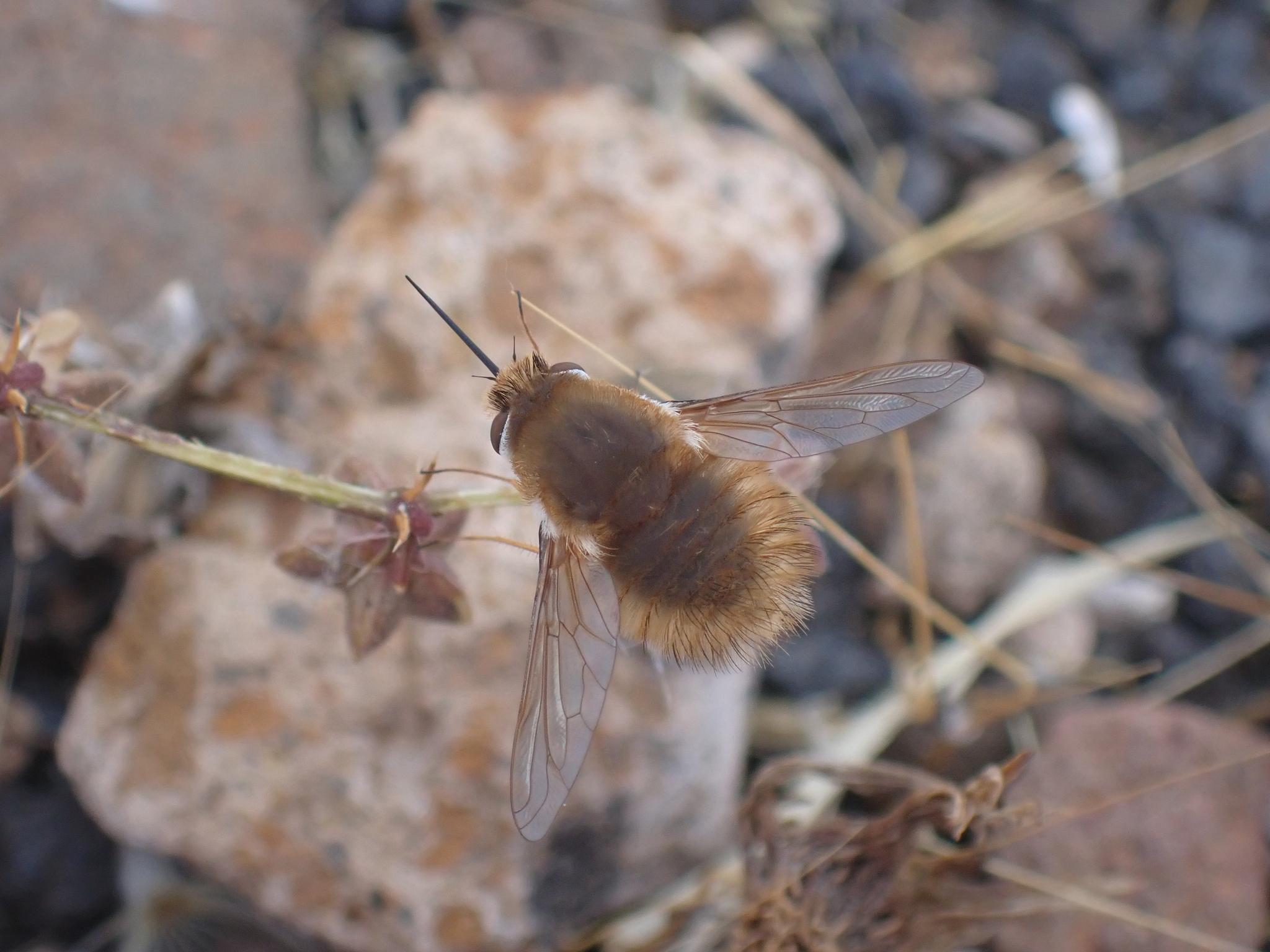 Anastoechus latifrons