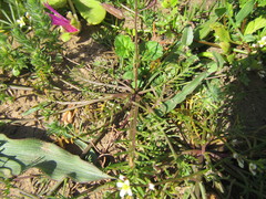 Heliophila diffusa diffusa