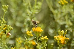 Hesperopsis libya
