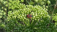 Eurydema spectabilis
