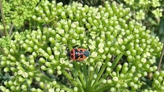 Eurydema spectabilis