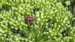 Eurydema spectabilis