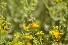 Hesperopsis libya
