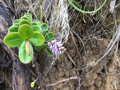 Veronica obtusata