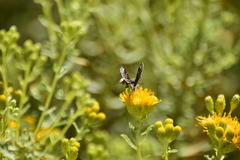 Hesperopsis libya