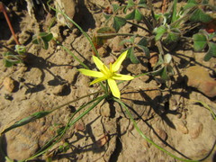 Pauridia serrata serrata