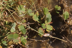 Marsilea hirsuta